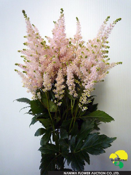 Astilbe Light Pink.JPG